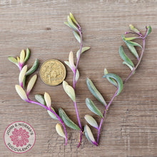 Load image into Gallery viewer, Othonna capensis variegated 'Opal Necklace' Cuttings