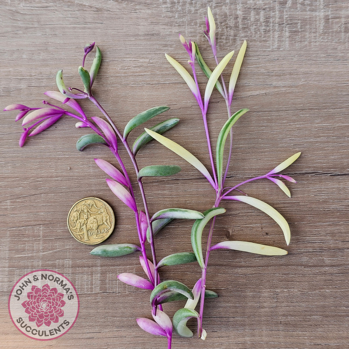 Othonna capensis variegated 'Opal Necklace' Cuttings