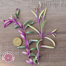 Load image into Gallery viewer, Othonna capensis variegated 'Opal Necklace' Cuttings