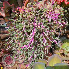 Load image into Gallery viewer, Othonna capensis variegated 'Opal Necklace' Cuttings