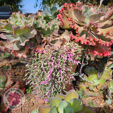 Load image into Gallery viewer, Othonna capensis variegated 'Opal Necklace' Cuttings