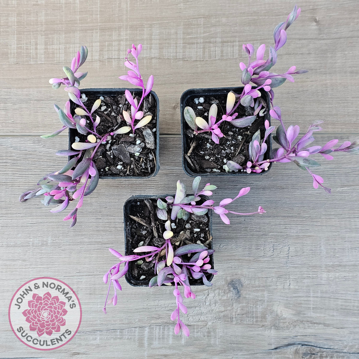 Othonna capensis variegated 'Opal Necklace'