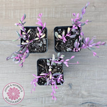 Load image into Gallery viewer, Othonna capensis variegated 'Opal Necklace'