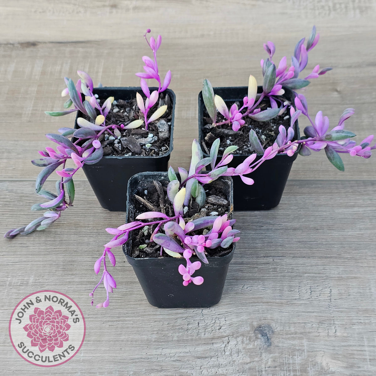 Othonna capensis variegated 'Opal Necklace'