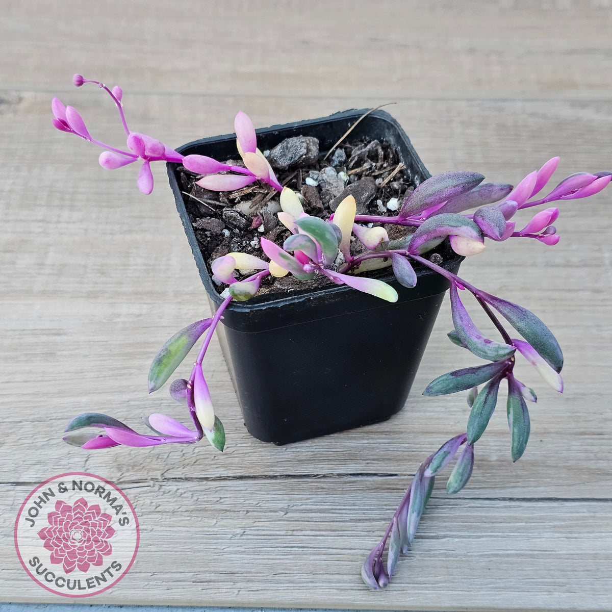 Othonna capensis variegated 'Opal Necklace'