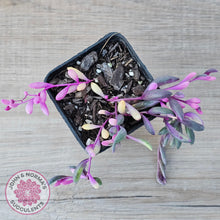 Load image into Gallery viewer, Othonna capensis variegated 'Opal Necklace'