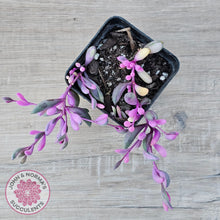 Load image into Gallery viewer, Othonna capensis variegated 'Opal Necklace'