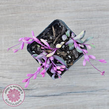 Load image into Gallery viewer, Othonna capensis variegated 'Opal Necklace'