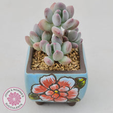 Load image into Gallery viewer, Pachyphytum garciae 'Apple Cheese' - John & Norma's Succulents Australia