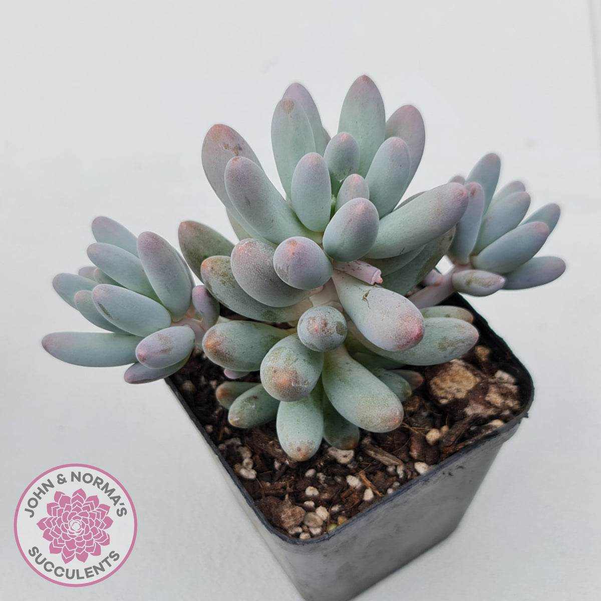 Pachyphytum Baby Finger - Multi Heads