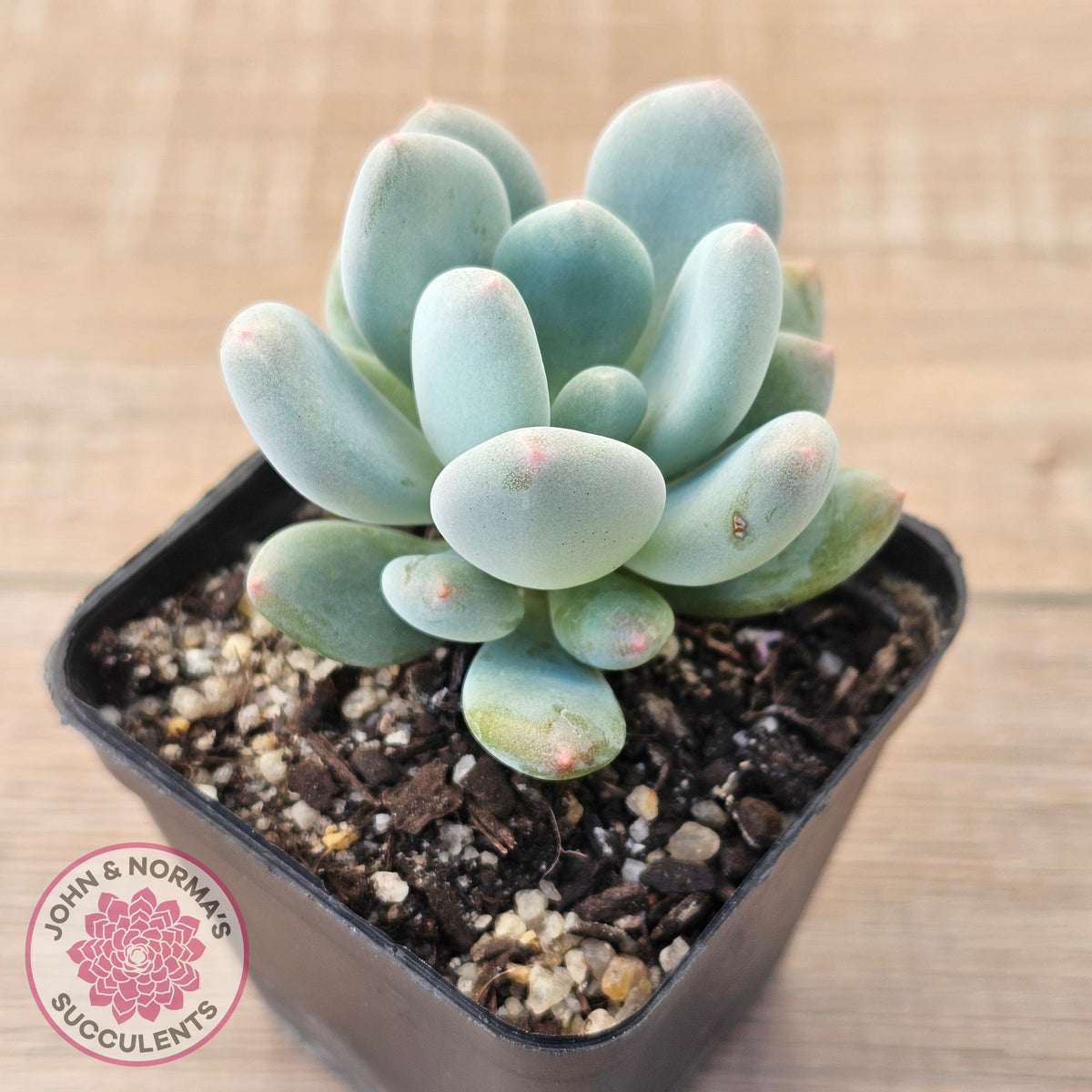 Pachyphytum 'Blue Baby'
