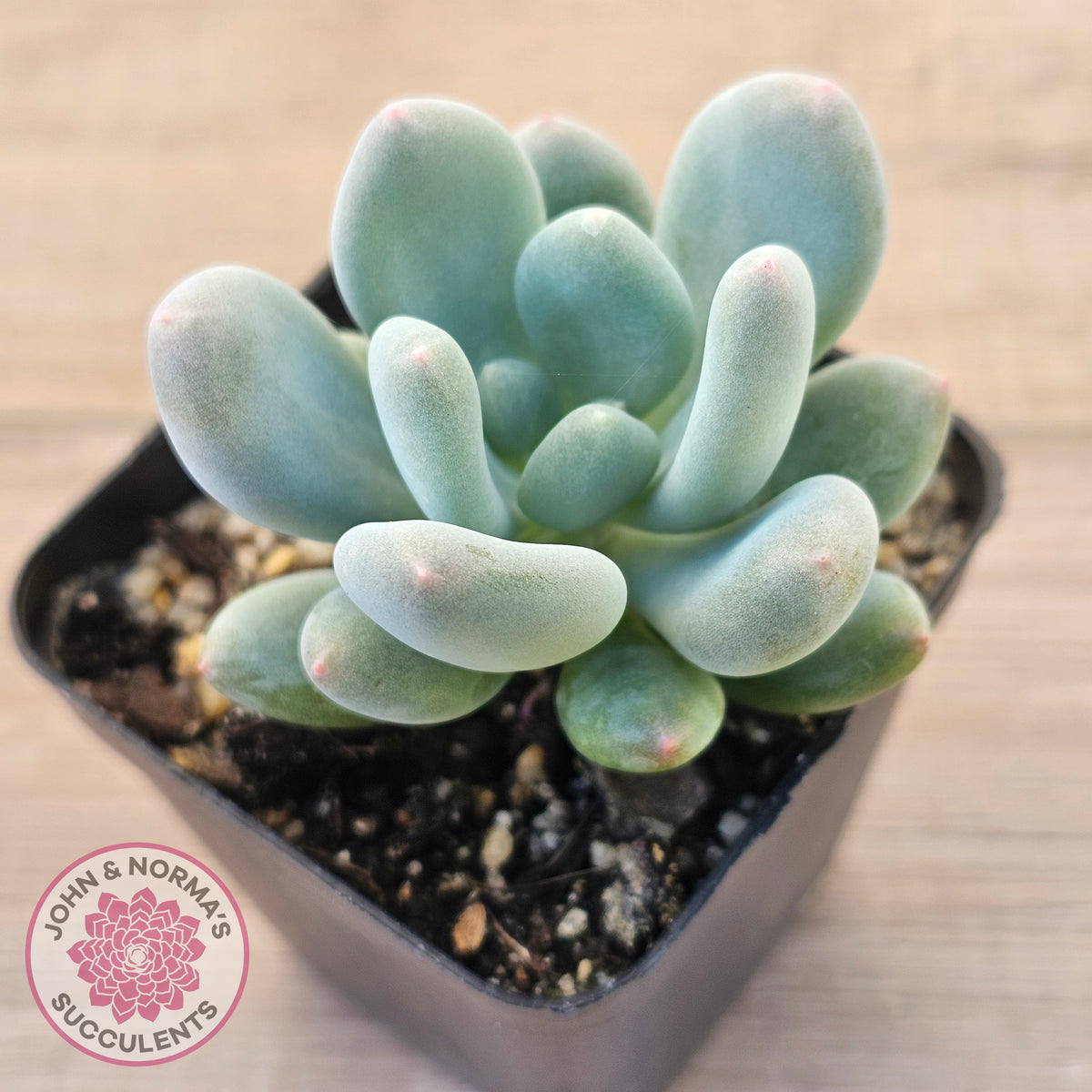 Pachyphytum 'Blue Baby'
