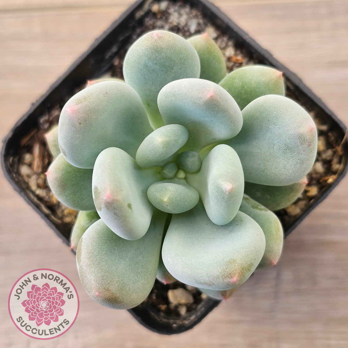 Pachyphytum 'Blue Baby'