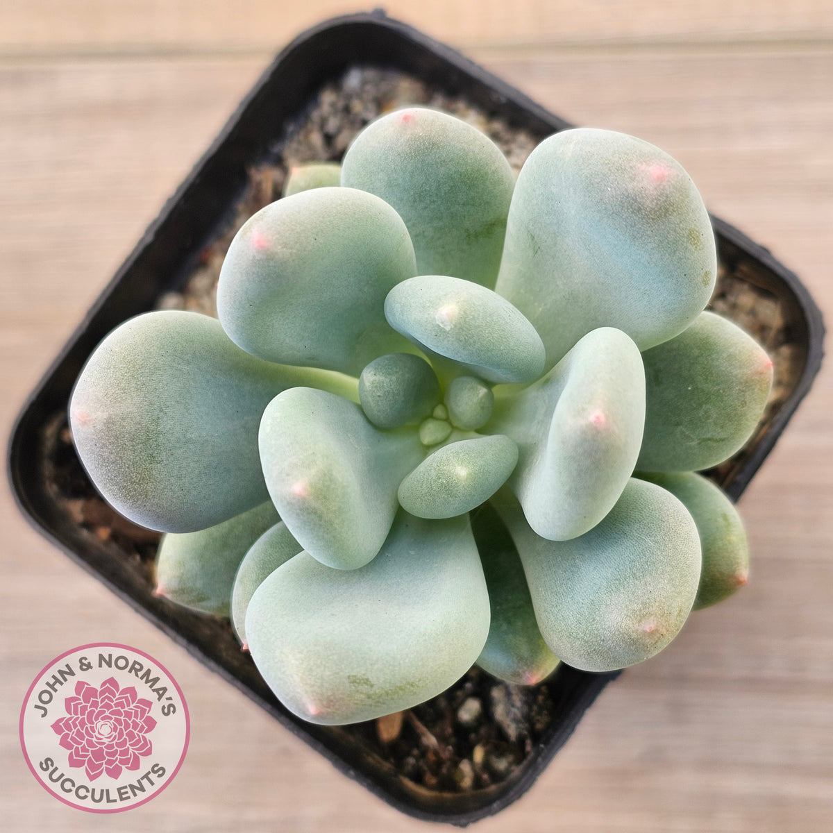 Pachyphytum 'Blue Baby'