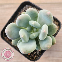 Load image into Gallery viewer, Pachyphytum 'Blue Baby'