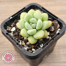Load image into Gallery viewer, Pachyphytum 'Bubble Gum' - Korean Form