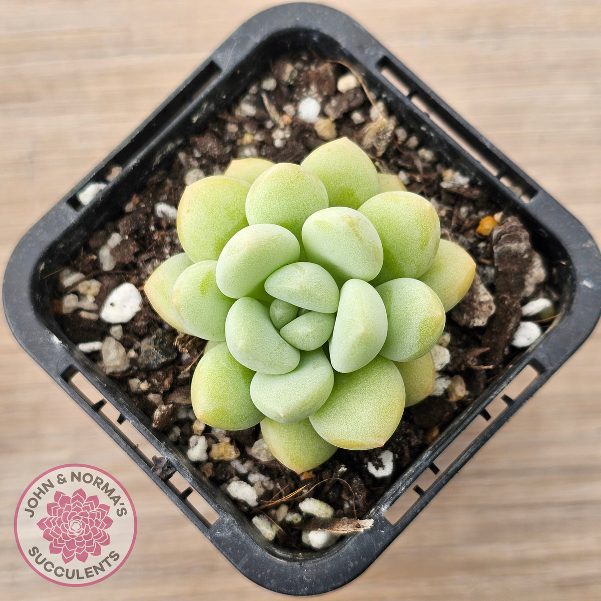 Pachyphytum 'Bubble Gum' - Korean Form