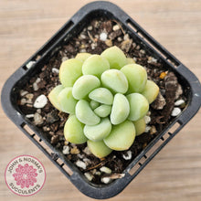 Load image into Gallery viewer, Pachyphytum 'Bubble Gum' - Korean Form