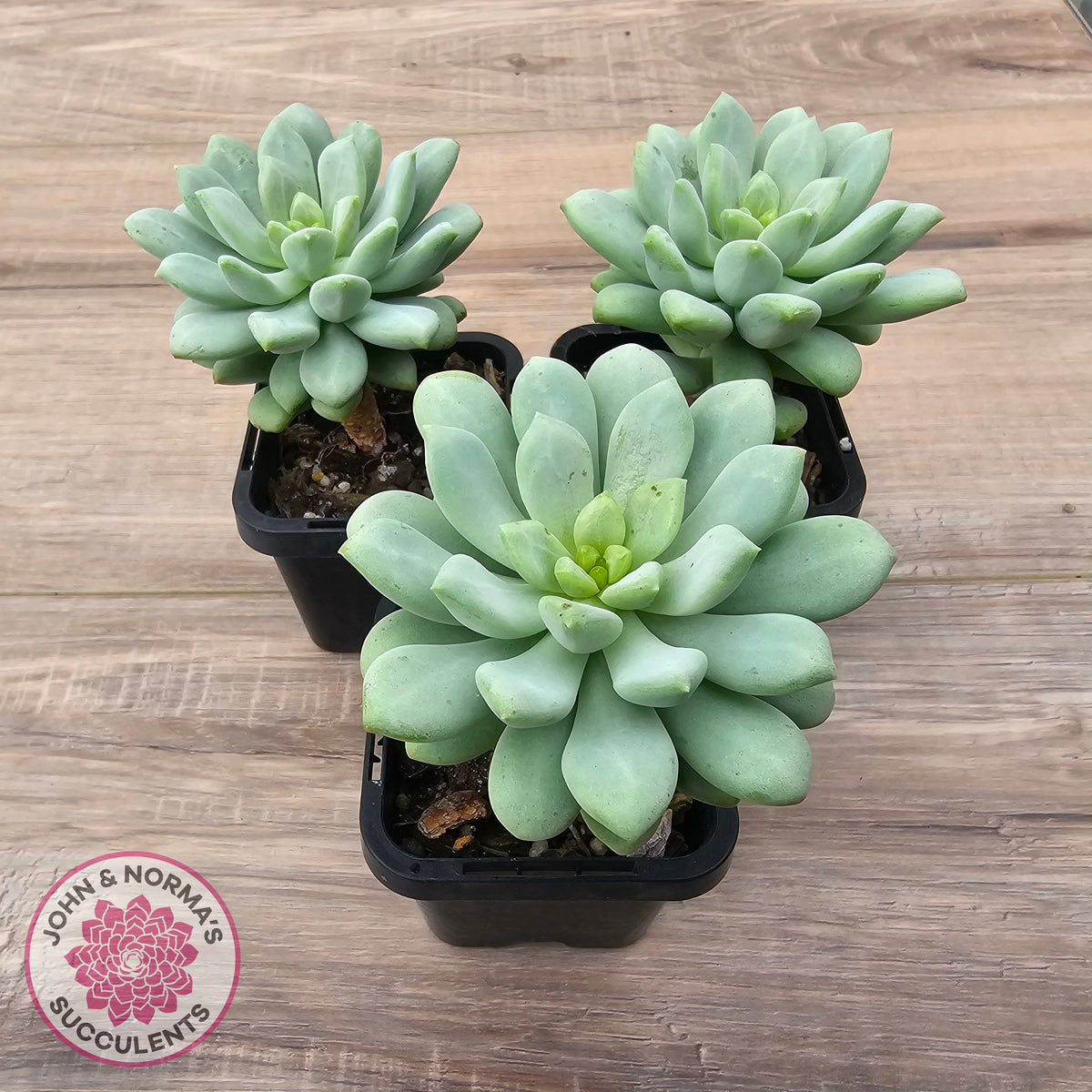 Pachyphytum Bubble Gum