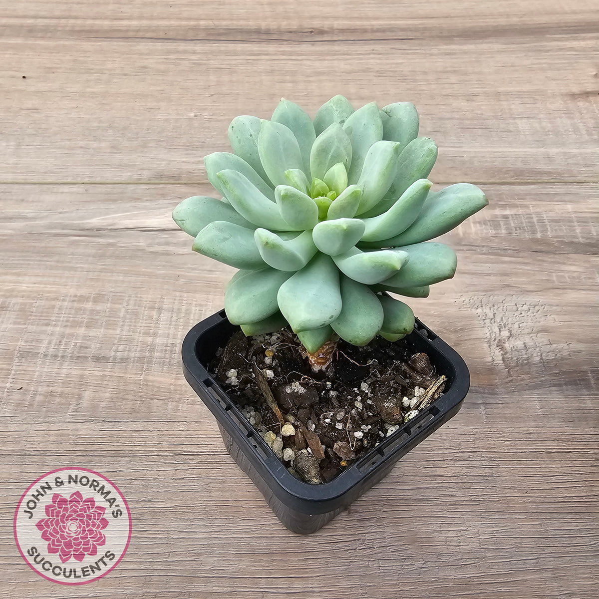 Pachyphytum Bubble Gum