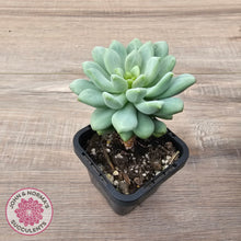 Load image into Gallery viewer, Pachyphytum Bubble Gum