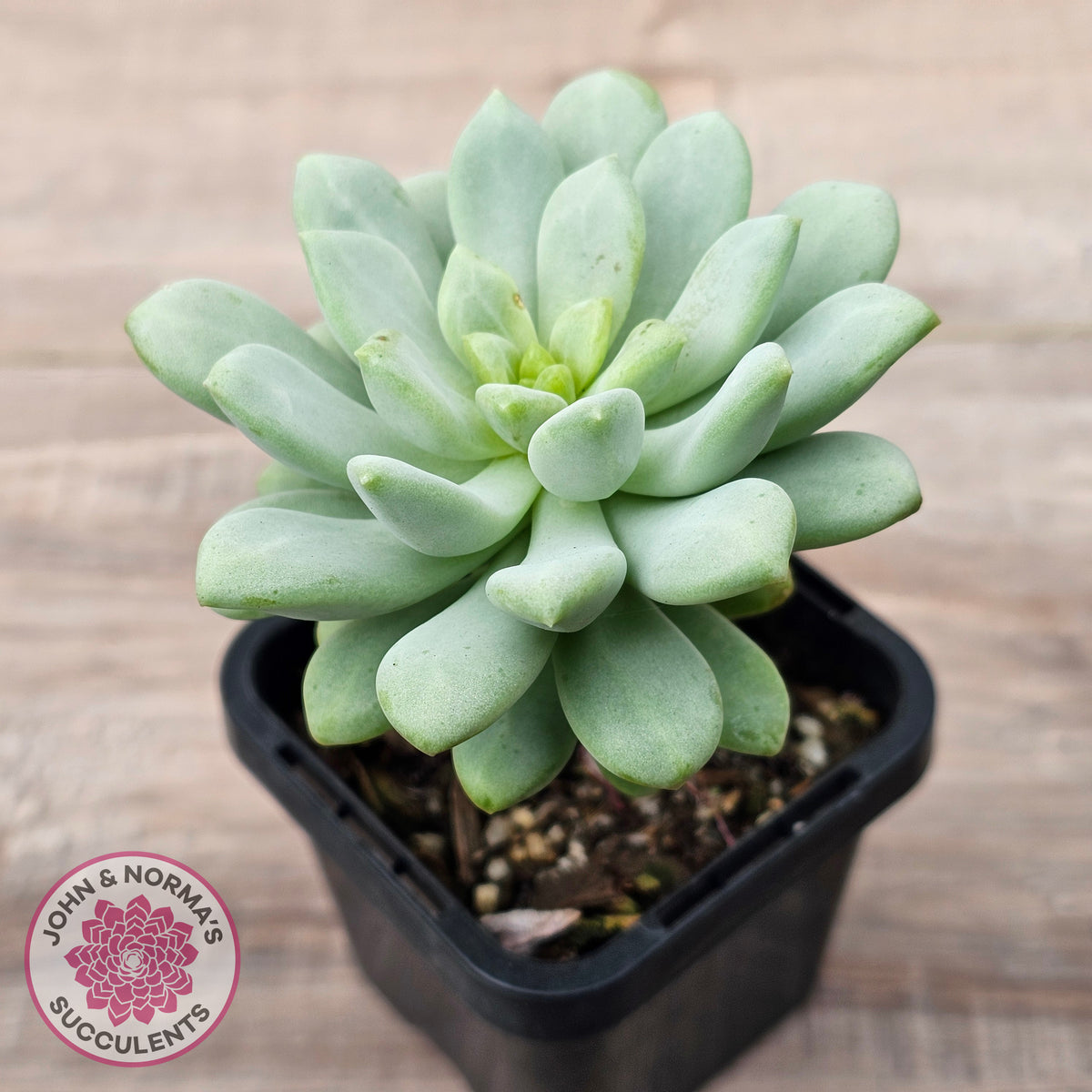 Pachyphytum Bubble Gum