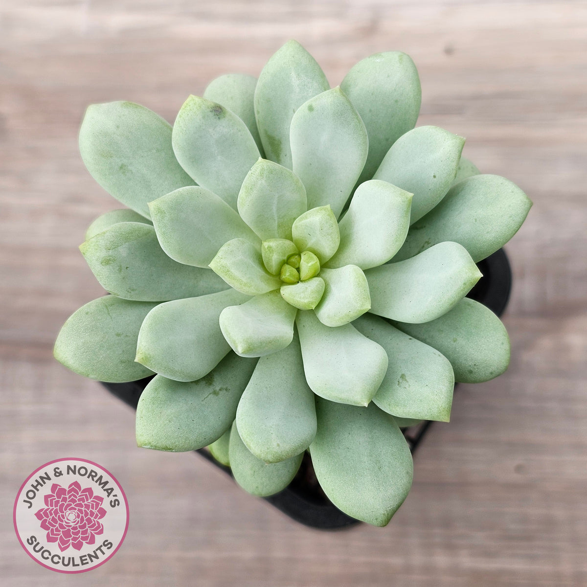 Pachyphytum Bubble Gum