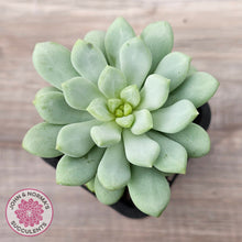 Load image into Gallery viewer, Pachyphytum Bubble Gum