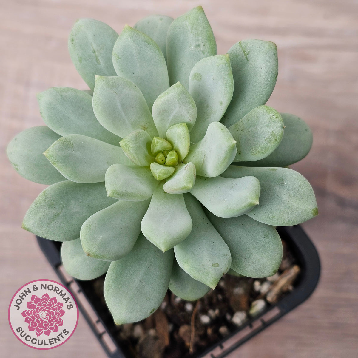 Pachyphytum Bubble Gum