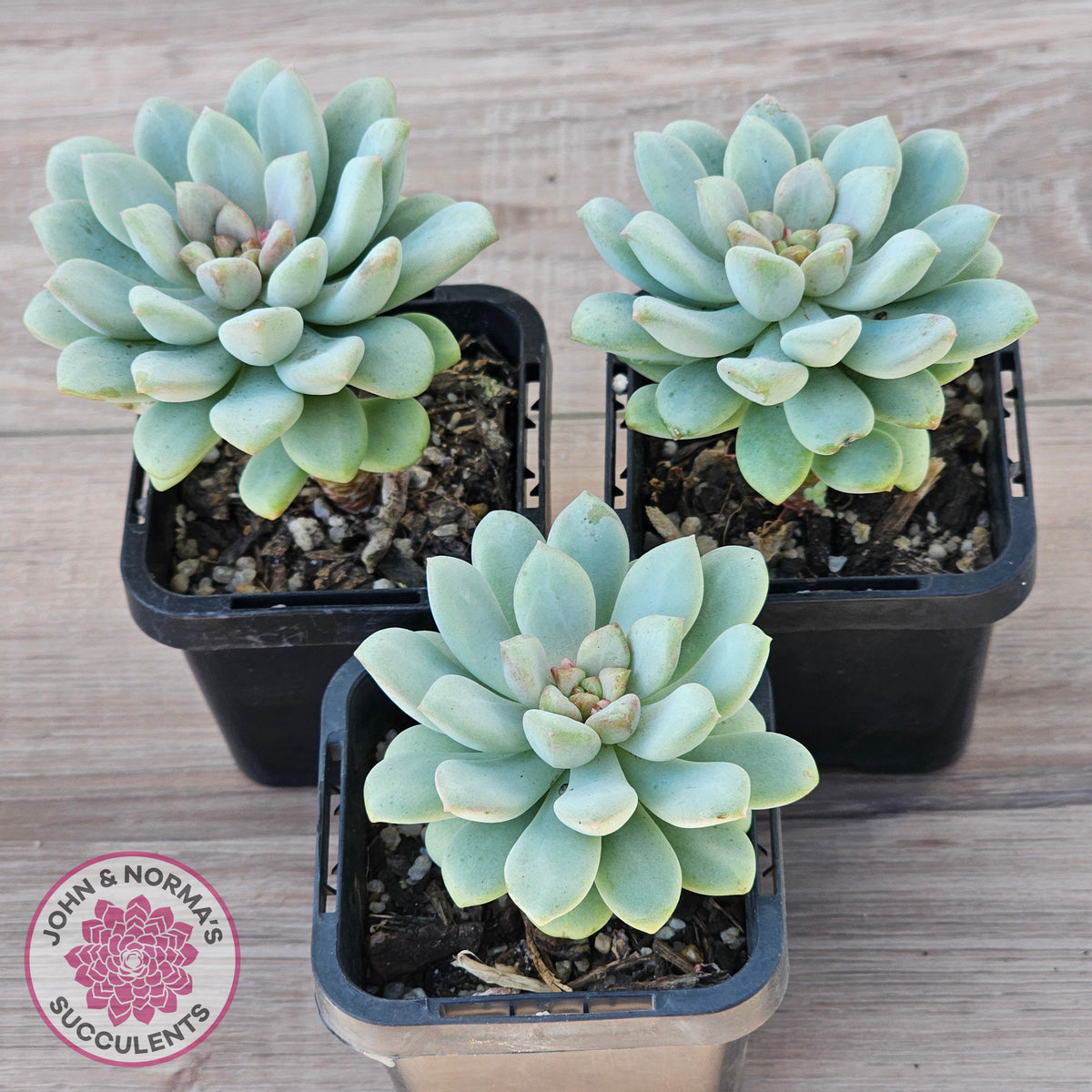 bubble succulent plant Buy Pachyphytum Bubble Gum Australia