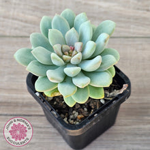 Load image into Gallery viewer, Pachyphytum Bubble Gum