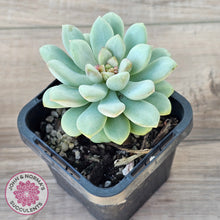 Load image into Gallery viewer, Pachyphytum Bubble Gum