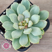 Load image into Gallery viewer, Pachyphytum Bubble Gum