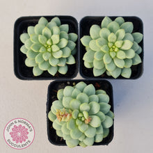 Load image into Gallery viewer, Pachyphytum Bubble Gum