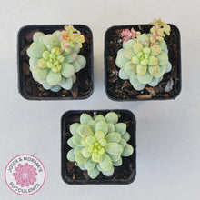 Load image into Gallery viewer, Pachyphytum Bubble Gum