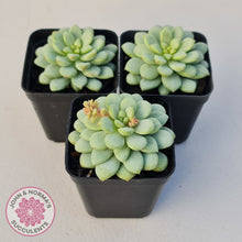 Load image into Gallery viewer, Pachyphytum Bubble Gum