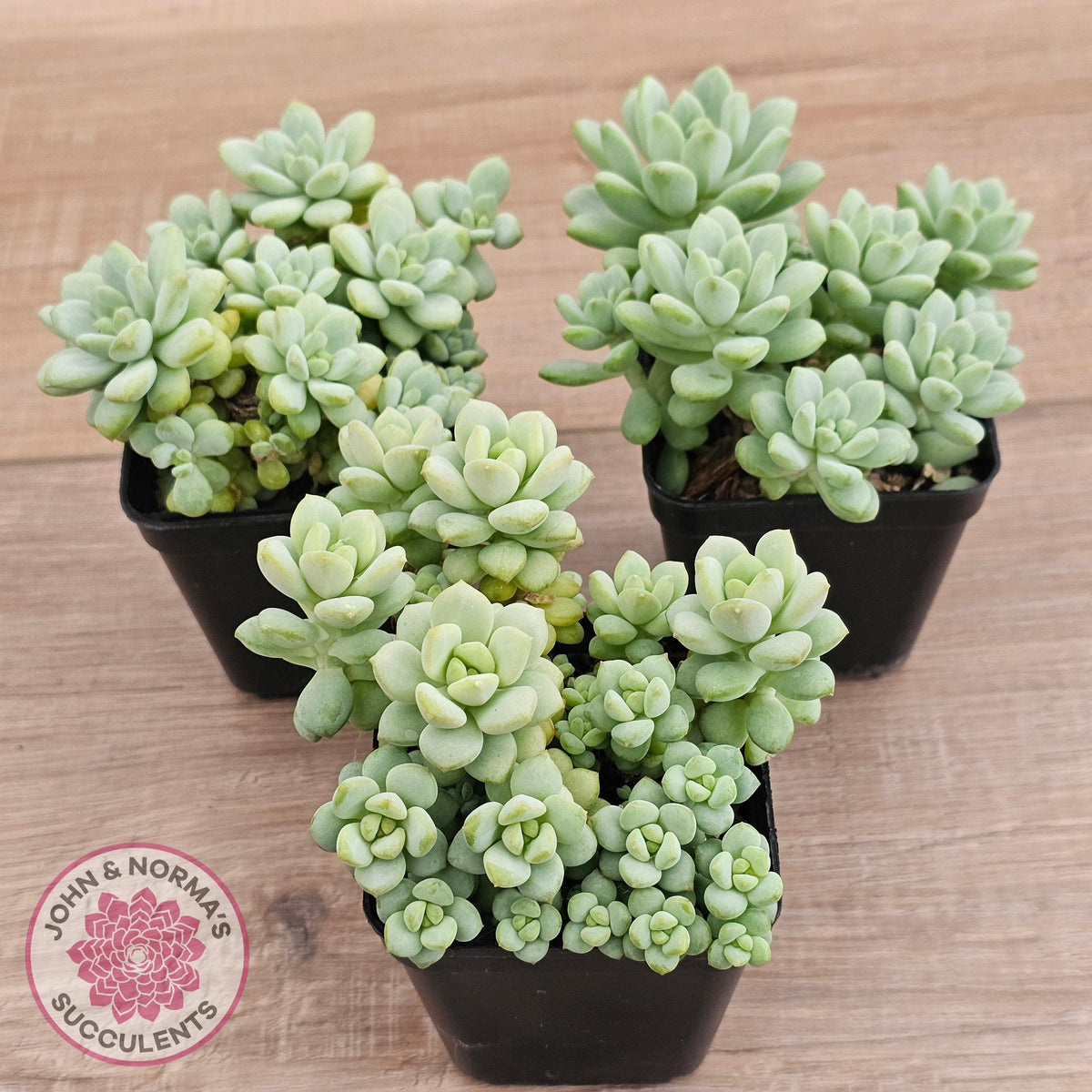 Pachyphytum Bubble Gum - Multi
