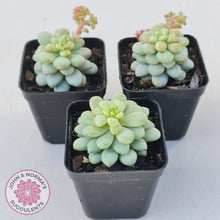 Load image into Gallery viewer, Pachyphytum Bubble Gum