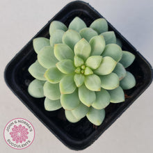 Load image into Gallery viewer, Pachyphytum Bubble Gum
