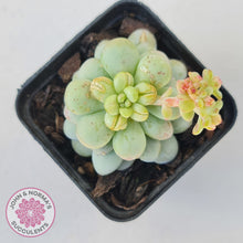 Load image into Gallery viewer, Pachyphytum Bubble Gum