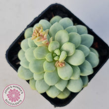 Load image into Gallery viewer, Pachyphytum Bubble Gum