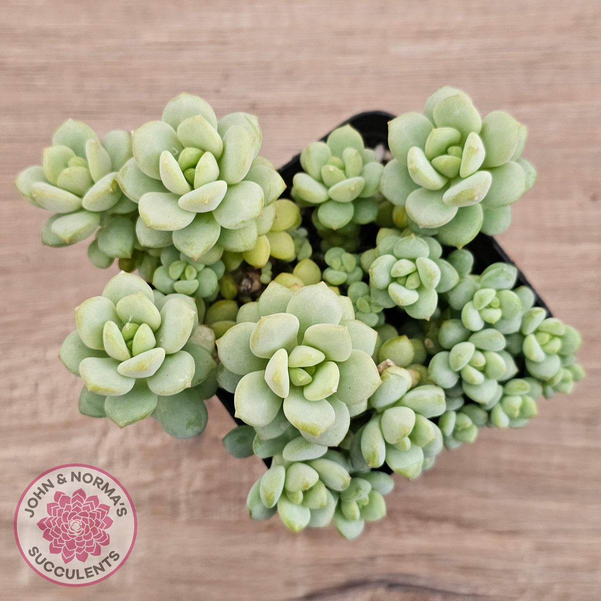 Pachyphytum Bubble Gum - Multi
