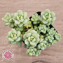 Load image into Gallery viewer, Pachyphytum Bubble Gum - Multi - John & Norma's Succulents Australia