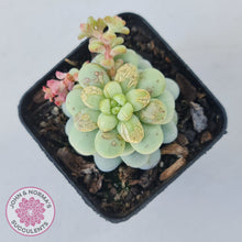 Load image into Gallery viewer, Pachyphytum Bubble Gum