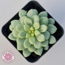 Load image into Gallery viewer, Pachyphytum Bubble Gum