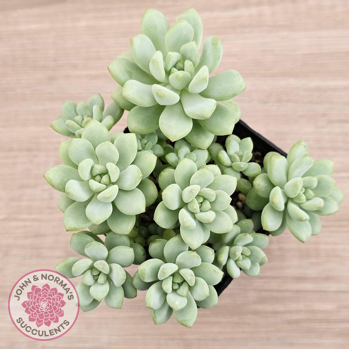 Pachyphytum Bubble Gum - Multi