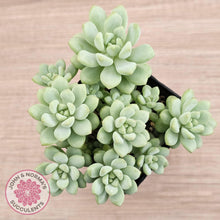 Load image into Gallery viewer, Pachyphytum Bubble Gum - Multi - John & Norma's Succulents Australia