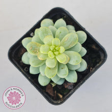 Load image into Gallery viewer, Pachyphytum Bubble Gum