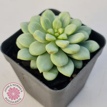 Load image into Gallery viewer, Pachyphytum Bubble Gum