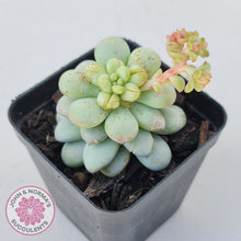 Load image into Gallery viewer, Pachyphytum Bubble Gum